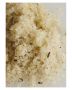 Raz Skincare Mint Scrub miljø1.jpg
